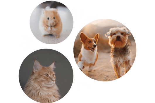 Bilde ar dažādiem dzīvniekiem – suņiem kaķi un peli